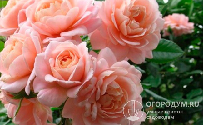 Лепестки розы «Гейша», окрашенные в нежные пастельные абрикосово-розовые оттенки, отличаются плотностью и отсутствием эффекта прозрачности