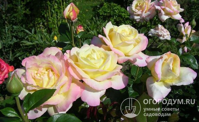 На фото – роза «Глория Дей», ставшая мировым стандартом красоты и качества