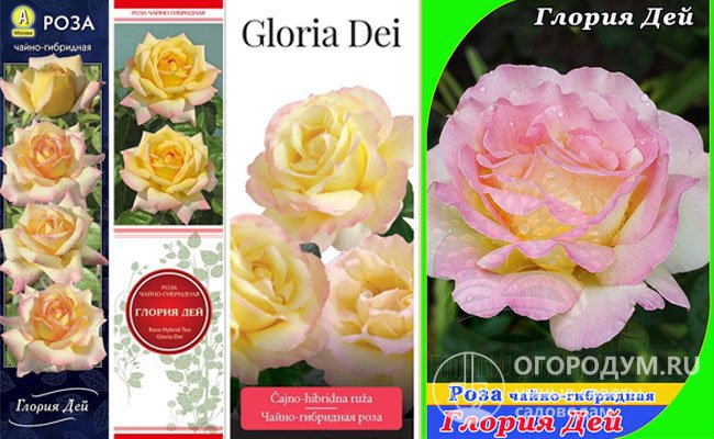 Правила посадки и выращивания розы Глория Дей