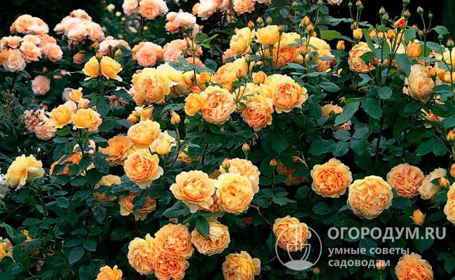 Golden Celebration (на фото) – пышный раскидистый куст, обильно покрытый крупными медно-желтыми розами практически весь сезон