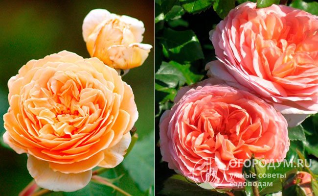 При выведении сорта в качестве родительских форм были использованы английские розы «Чарльз Остин» (Charles Austin – слева) и «Абрахам Дерби» (Abraham Darby – справа)