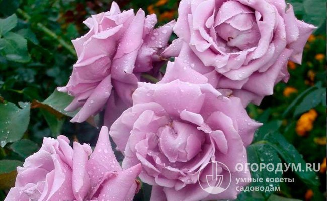 Роза «Голубой Нил» (на фото) ценится за необычную окраску крупных, очень ароматных цветов