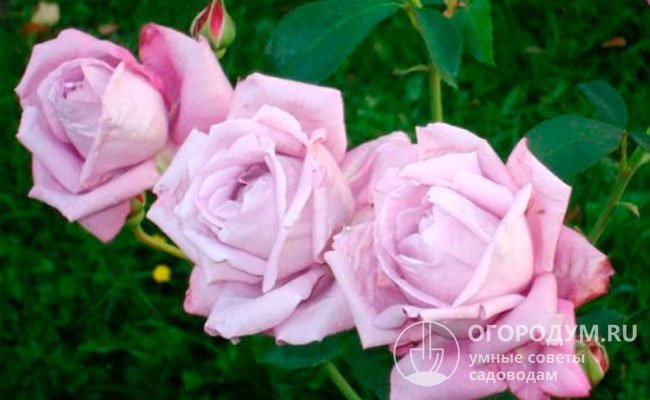 Чайно-гибридная роза Prelude (Meilland, 1954) с лепестками бледно-лавандовой окраски стала первой представительницей группы «голубых» сортов