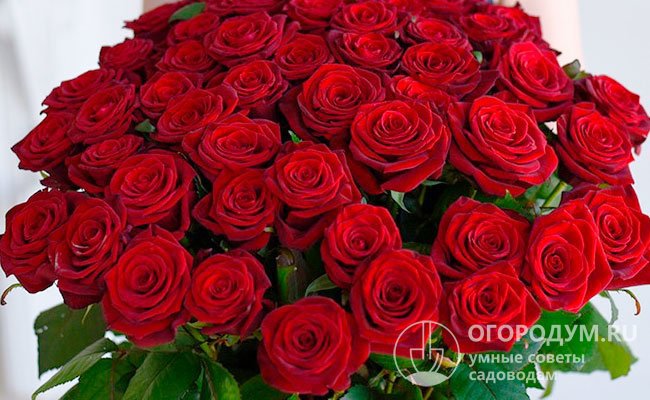 Роза «Гран При» (на фото) – коммерческий срезочный сорт, идеально подходящий для составления торжественных букетов и цветочных композиций