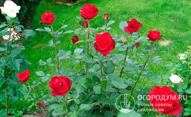 Крупные темно-красные цветы «Гран При» эффектно смотрятся в традиционном дуэте с белыми розами