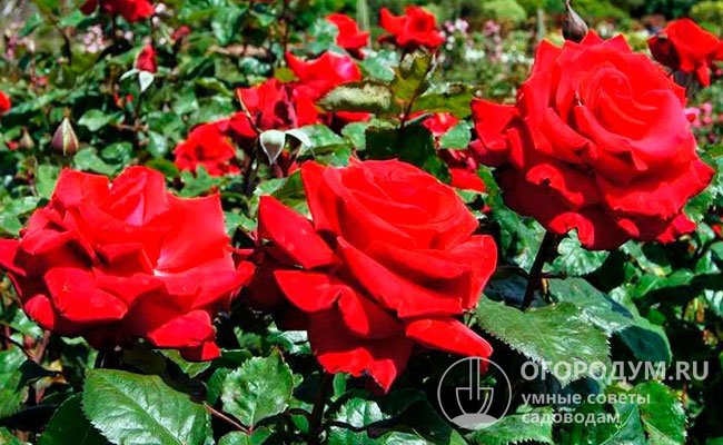 Розы Grande Amore (на фото) обладают классической утонченной красотой. Грациозные цветки сияют алым цветом и вызывают восхищение на любой стадии роспуска