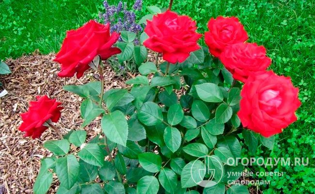 Роза Супер Гранд Аморе: особенности и характеристика сорта, правила посадки, выращивания и ухода, отзывы