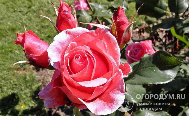 У роз Грандифлора (на фото) цветы по размерам и форме сходны с Чайно-гибридными, но закладываются на стеблях не по одному, а в соцветиях, что присуще Флорибундам