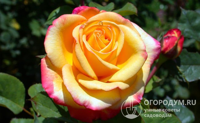 На фото – цветок розы Dream Come True (Wekdocpot – John D. Pottschmidt, США, 2008) с эффектным сочетанием бело-желтых оттенков и рубиново-красной окантовкой лепестков