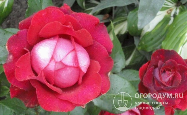 Розы «Мисхор» (на фото) очень плотные, густомахровые, нередко состоят более чем из 100 лепестков