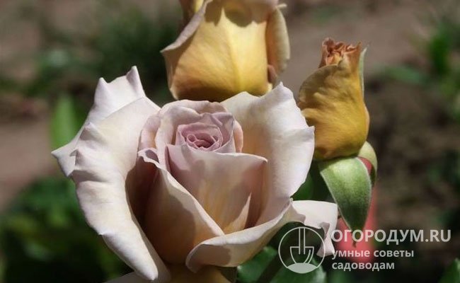 Бутоны этой розы-«хамелеона» закладываются в небольших соцветиях, раскрываются медленно, не реагируют на дожди