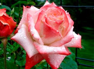 Роза «Императрица Фарах»: описание сорта, фото и отзывы