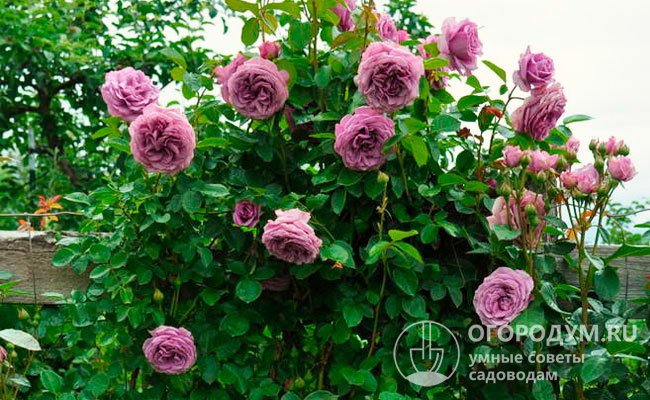 «Индиголетта» – объемная, высокая, обильноцветущая, наполняющая сад восхитительным ароматом и удивляющая изящными бокаловидными бутонами цвета «индиго»
