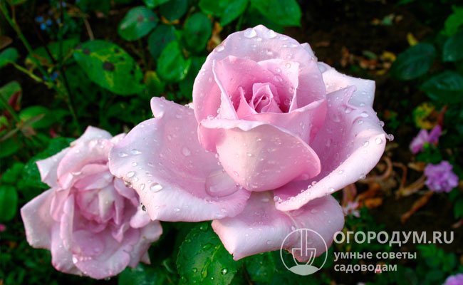 Чайно-гибридная роза Mainzer Fastnacht послужила родительской формой для нескольких интересных сортов, появившихся в разных странах