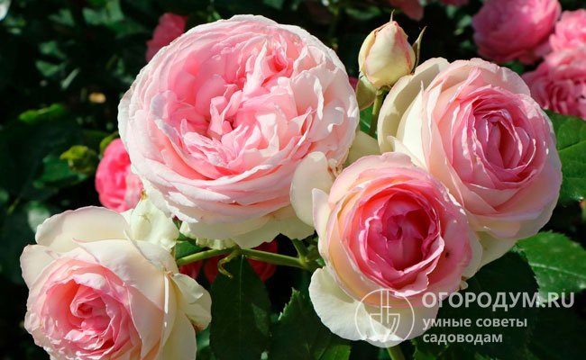 Наиболее популярным среди «райских роз» является клаймбер Eden Rose 85, известный под выставочным названием Pierre de Ronsard