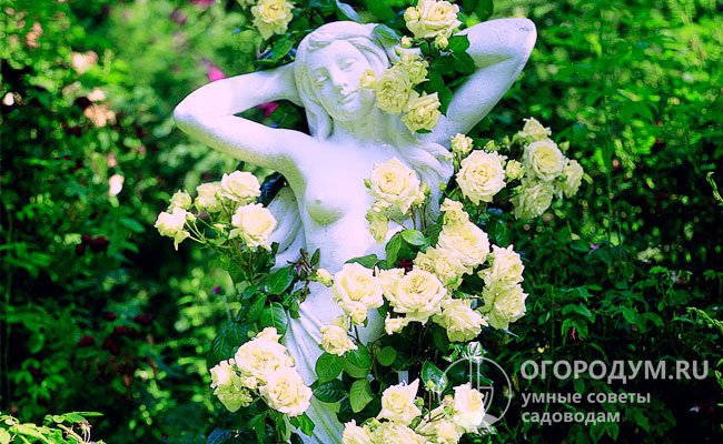Роза «Эльф» (на фото) сочетает старинную форму и светлую пастельную окраску цветка с устойчивостью современных сортов