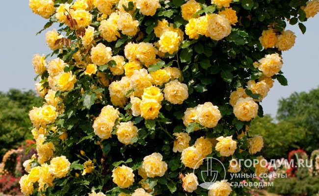 Плетистая роза «Казино» поражает обилием цветов на протяжении всего сезона, особенно при повторном цветении