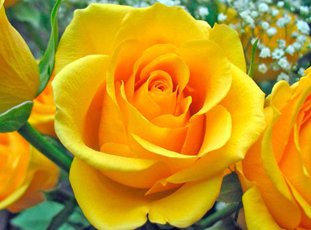 Роза «Керио»: описание сорта, фото и отзывы