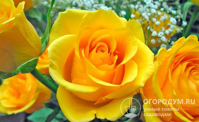 «Керио» высоко ценится флористами и цветоводами-любителями