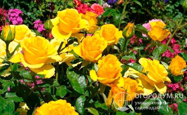 В садовом дизайне «Керио» отлично сочетается с розами красных и розовых оттенков, колокольчиками, люпином, ирисами, дельфиниумом и другими цветущими многолетниками
