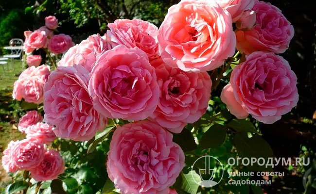 Роза флорибунда «Кимоно» (на фото) – обильноцветущее растение, которое широко применяют в садово-парковом дизайне во многих странах мира