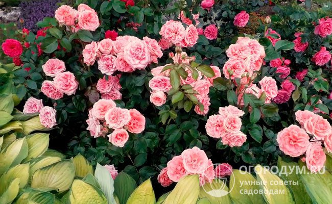 Идеально для розы «Кимоно» подойдет клумба с плодородной, влажной, хорошо дренированной почвой, имеющей нейтральную кислотность