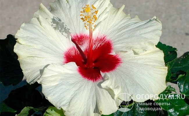 «Бориас» (Borias) имеет очень крупные цветы с бордовой серединкой в сочетании с белой или лимонно-желтой окраской лепестков