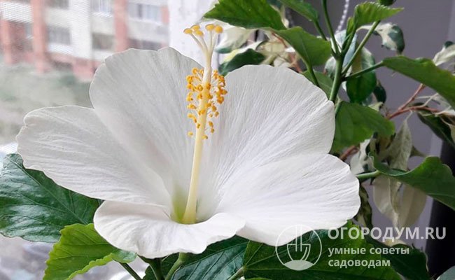«Сан Ремо» (San Remo) – растения с крупными чисто-белыми цветами