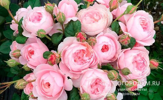 Нежно-розовые цветы старинного типа уверенно держатся на сильных цветоносах, не поникают и долго сохраняют свежесть в вазе