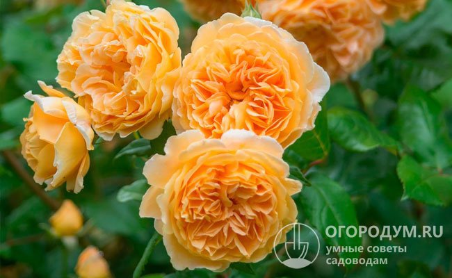 Крупные густомахровые цветы ностальгической формы радуют насыщенной оранжево-абрикосовой окраской и приятным фруктовым ароматом