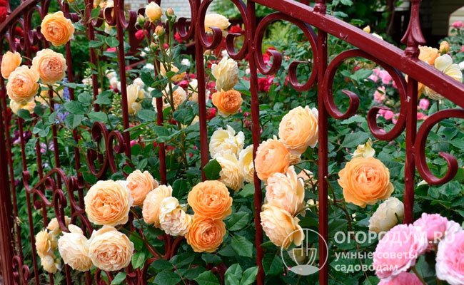 Английская роза Кроун Принцесса Маргарет: фото, описание и отзывы о сорте Дэвида Остина