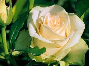 Роза «Ла Перла»: описание сорта, фото и отзывы