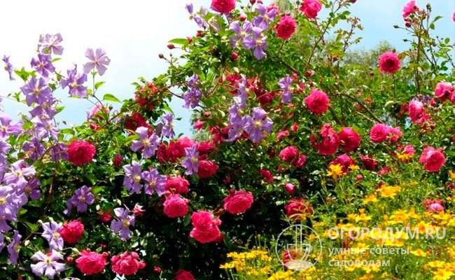 Ярко-розовые пышные соцветия «Лагуны» эффектно сочетаются с клематисами, например, из группы «Жакмана»