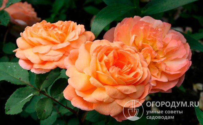 Цветок повторяет классическую форму старинной розы, но отличается более крупными размерами и насыщенным ароматом, в полном роспуске демонстрирует серединку с тычинками