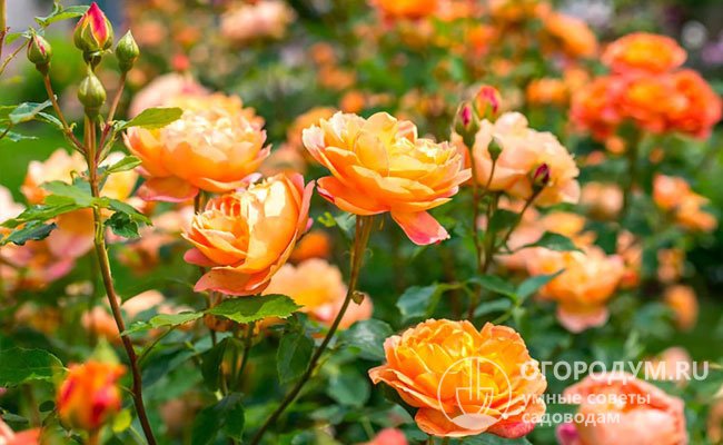 «Леди оф Шалот» (на фото) отличается необычайно длительным волнообразным цветением на протяжении всего сезона