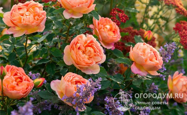 Медно-оранжевые розы прекрасно вписываются в сложные клумбовые композиции, создавая оригинальные сочетания с красными, синими и фиолетовыми цветами