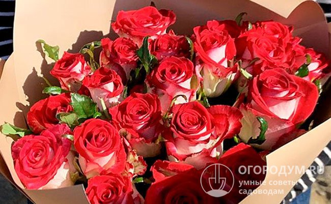 Элегантная роза «Люксор» широко используется во флористике – уникальная, броская окраска позволяет создавать необычайно красивые букеты и цветочные композиции