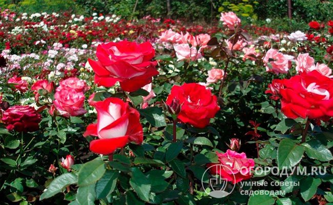 Luxor прекрасно сочетается с другими розами, может использоваться в групповых посадках большими массивами для украшения парковых территорий