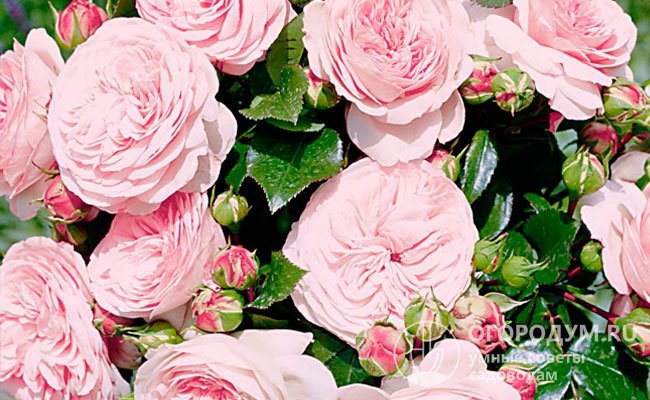 Роза Mariatheresia – прекрасный выбор для украшения сада и домашнего интерьера