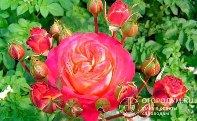 Розы сорта «Мидсаммер» (на фото) за выразительные переливы ярких оттенков часто сравнивают с пылающим закатом или огненными искрами