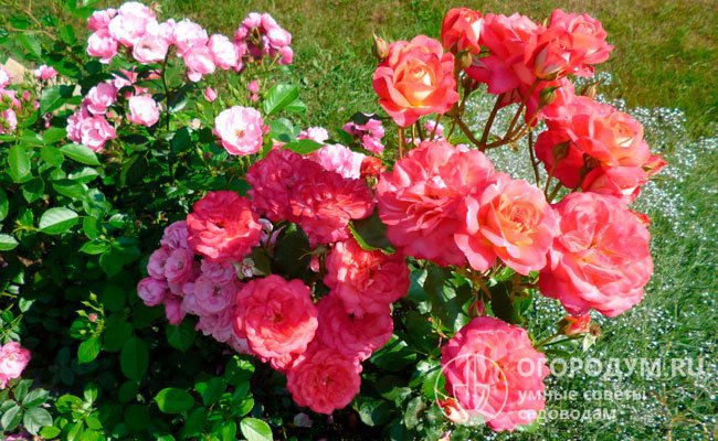 Midsummer – настоящее украшение сада как при солитерных посадках, так и в композициях с другими розами, мелкоцветковыми и почвопокровными декоративными растениями