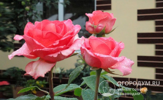 Пленительная красавица – роза «Мондиаль» (на фото) обладает нежной окраской в теплых тонах с переливами оттенков, мягкие волны лепестков подчеркивают красоту бутонов