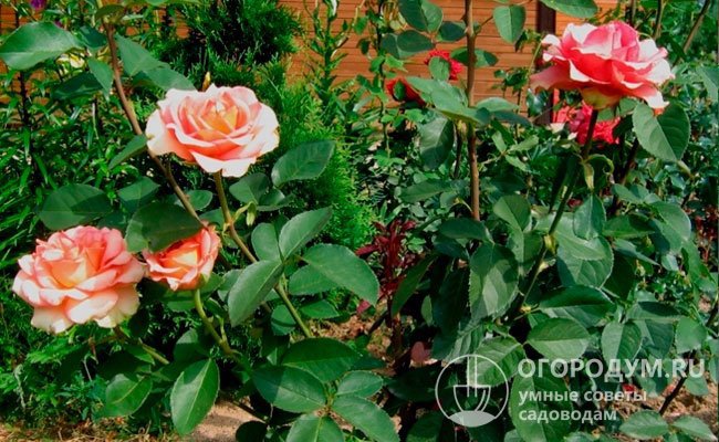 Красоту чайно-гибридной розы хорошо подчеркивают вечнозеленые кустарники и почвопокровные растения
