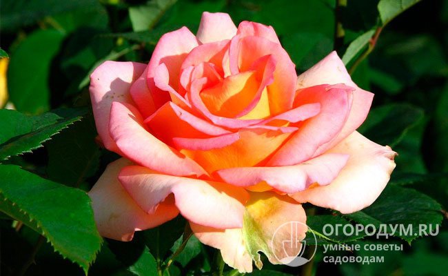Цветы «Фантазии Мондиаль» окрашены в розово-оранжевые, желтые, персиковые и лососевые оттенки, мягко переходящие друг в друга, иногда по краю лепестков присутствует тонкая розовая кайма