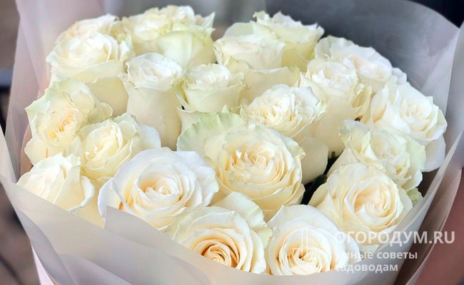 Срезочная роза Mondial имеет длинные (0,8-1 м), стройные стебли, белоснежную окраску лепестков с легким салатовым отливом и слегка гофрированным краем