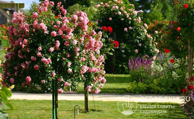 Ругоза широко используется в качестве подвоя, в том числе в штамбовой форме, для сортовых роз, относящихся к различным садовым группам