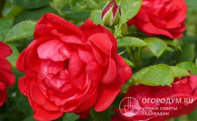 Роза морщинистая: фото, описание, посадка и уход, отзывы