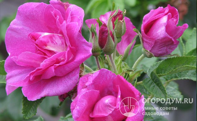 «Царица Севера» – одна из самых выносливых и неприхотливых роз, до сих пор остается востребованной в декоративном озеленении северных регионов России