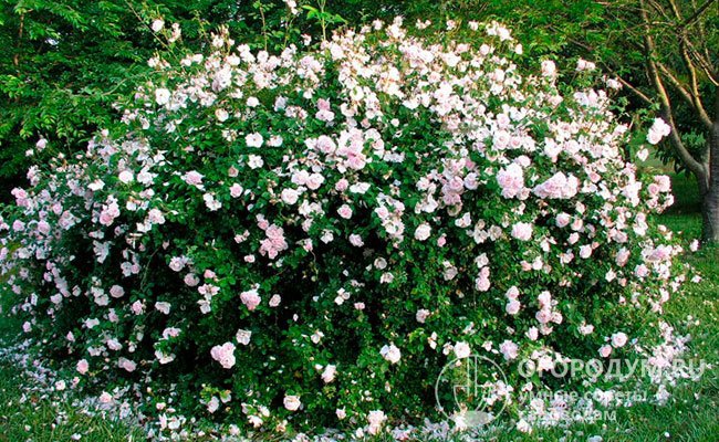 Кусты «Нью Даун» (на фото) густо покрыты крупными рыхлыми кистями бело-розовых цветов с первых летних дней до поздней осени