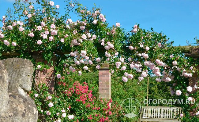 Плетистая роза «Нью Даун» идеально подходит для формирования арок, оформления различных объектов садового и паркового дизайна